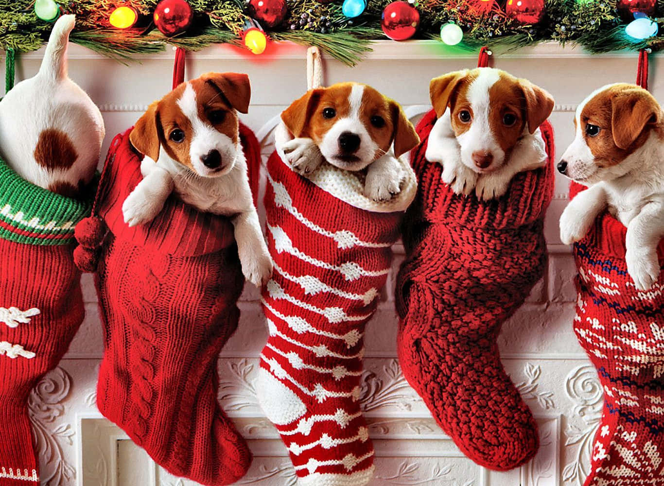 Christmas Dog Wallpaper