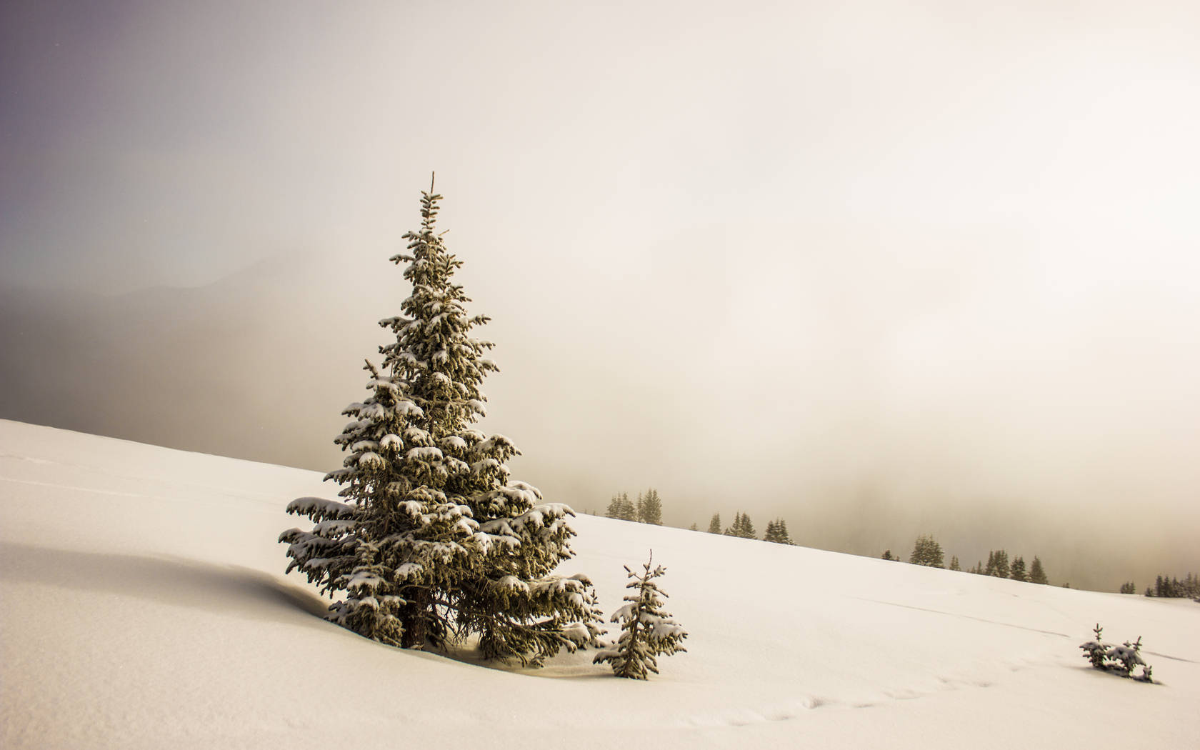 Christmas Forest On Snowy Slope Wallpaper