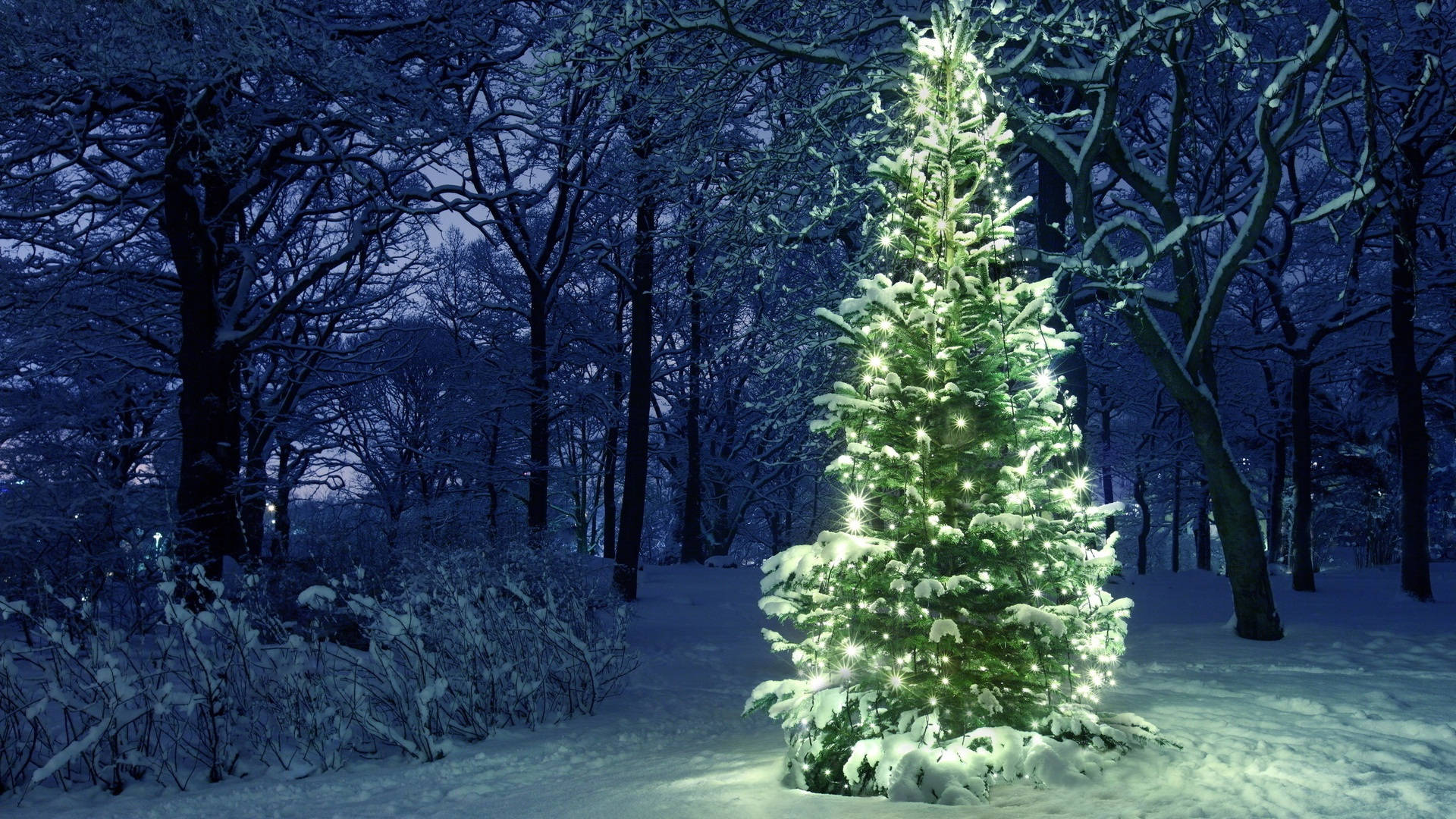 A beautiful winter wonderland in the steps of the Christmas Forest. Wallpaper