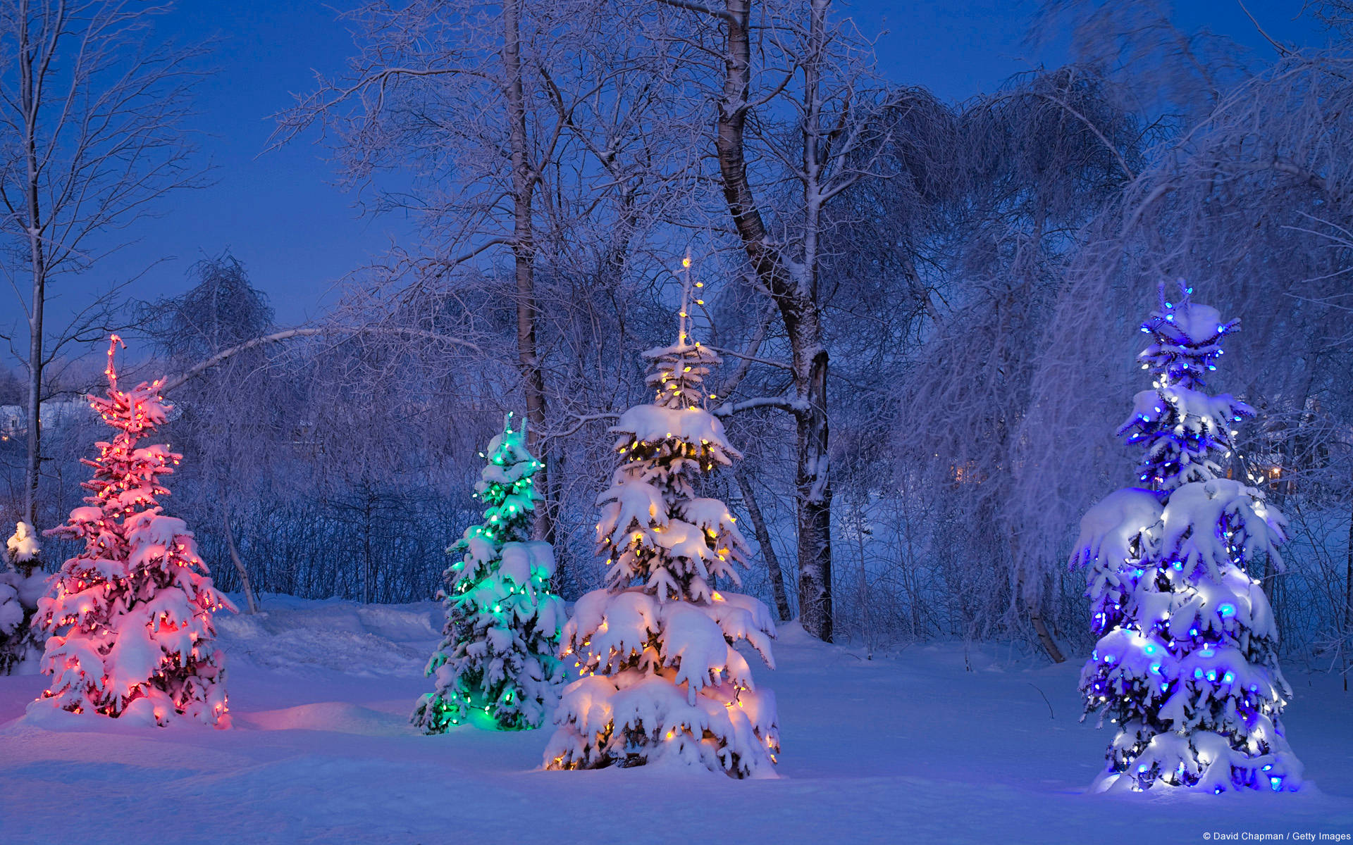 Bright Trees In Christmas Forest Wallpaper