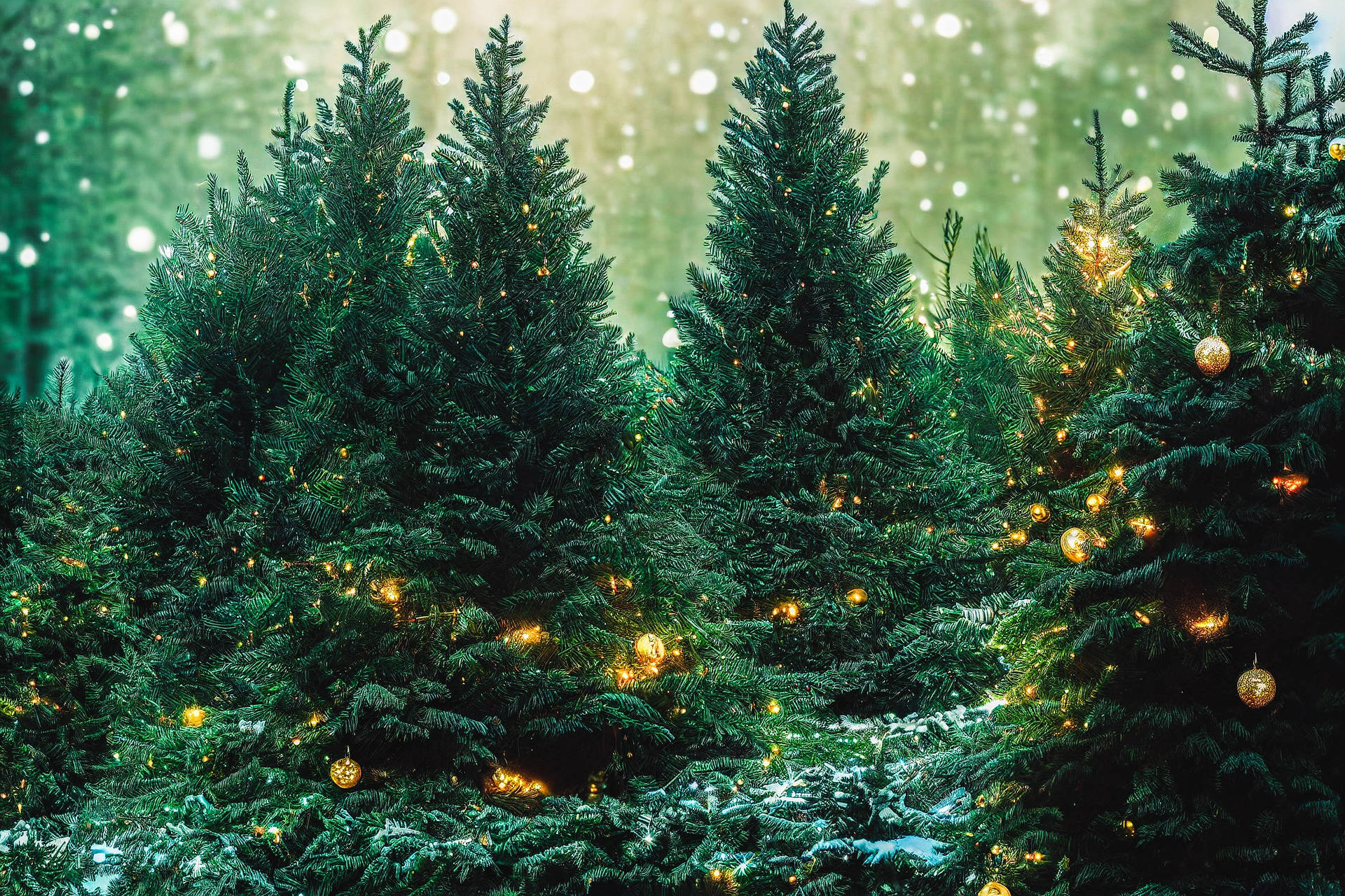 Oplev magien af jul i en smuk vinter skov. Wallpaper