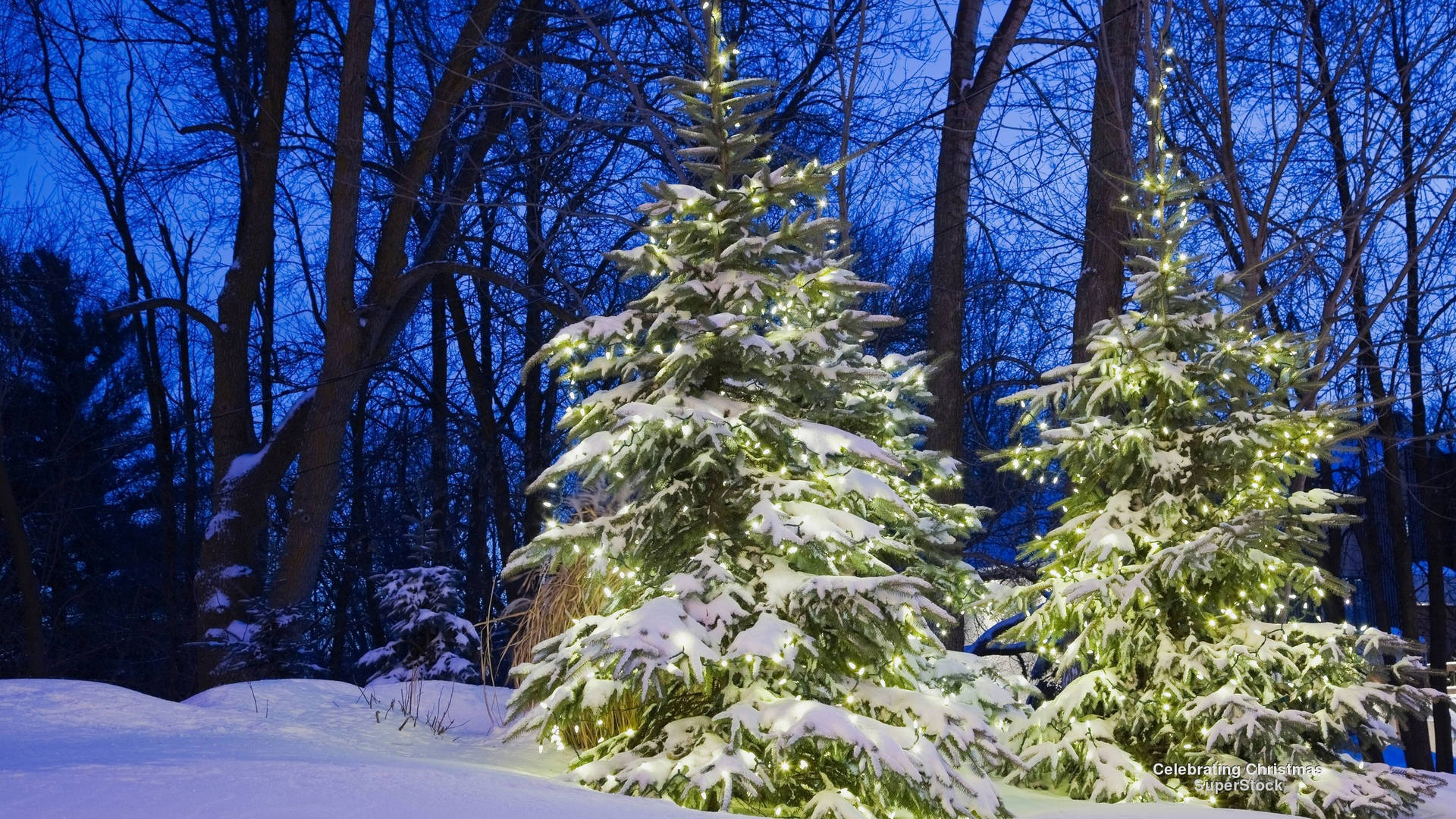 En eventyrland af strålende sne og høje nåletræer, det perfekte sted for dine juledage! Wallpaper