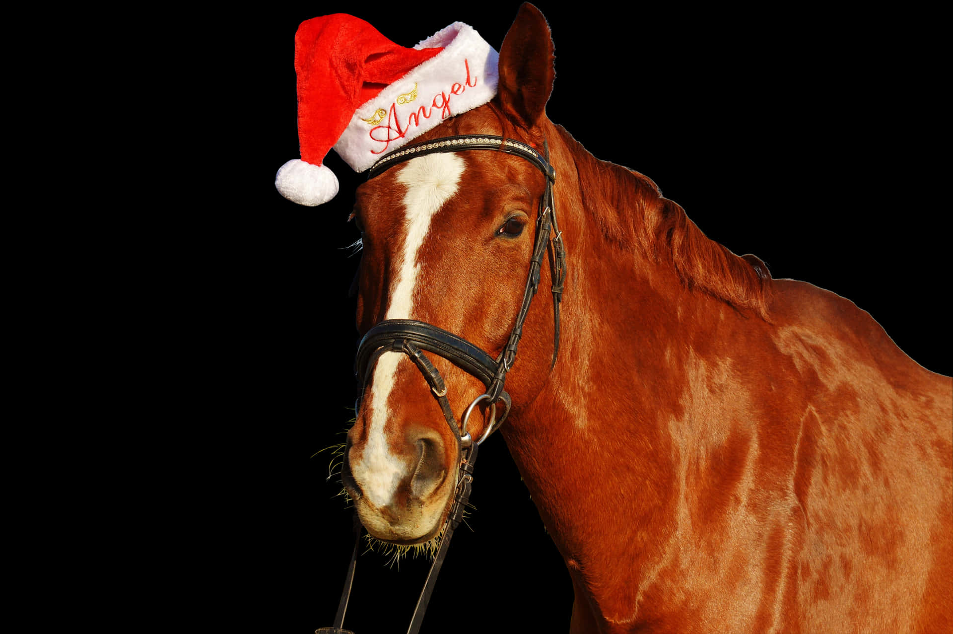 Download Christmas Horsein Santa Hat | Wallpapers.com