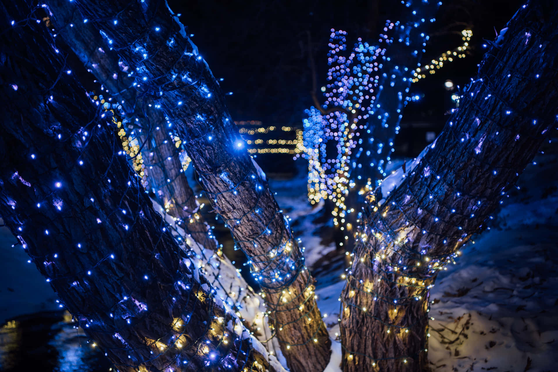 Share the festive spirit with Christmas lights!