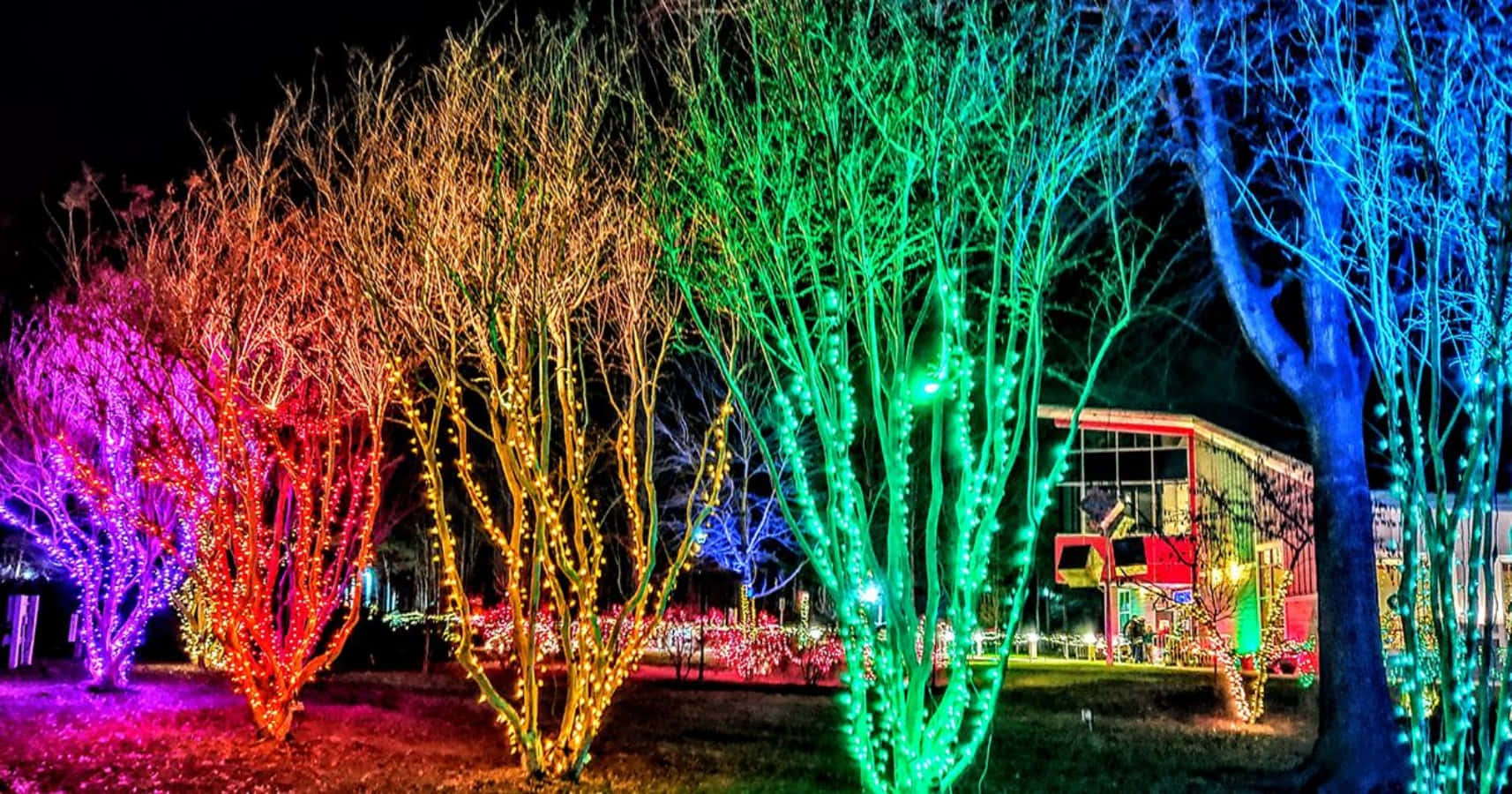 Christmas Light Rainbow Aesthetic Trees Picture