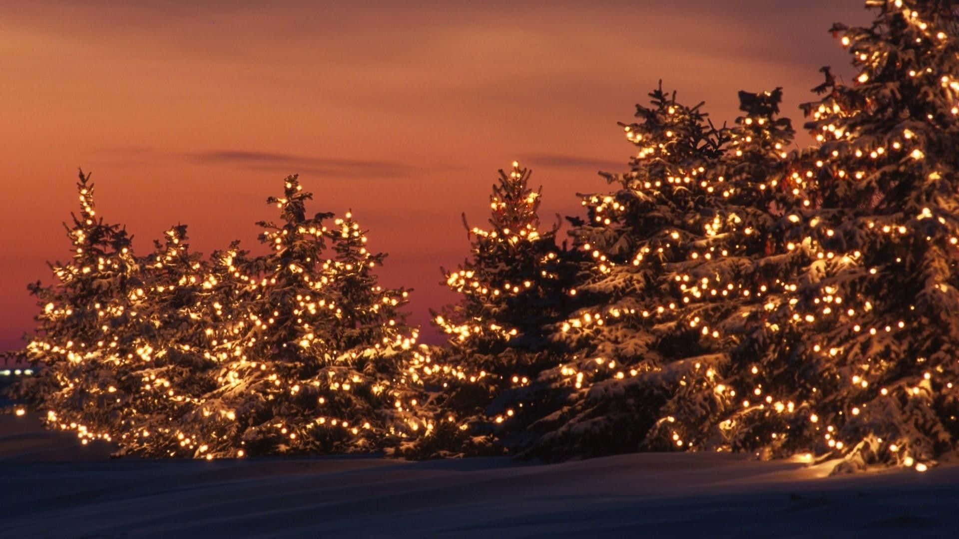 Julbelysningjulgranar Under Solnedgång Bild