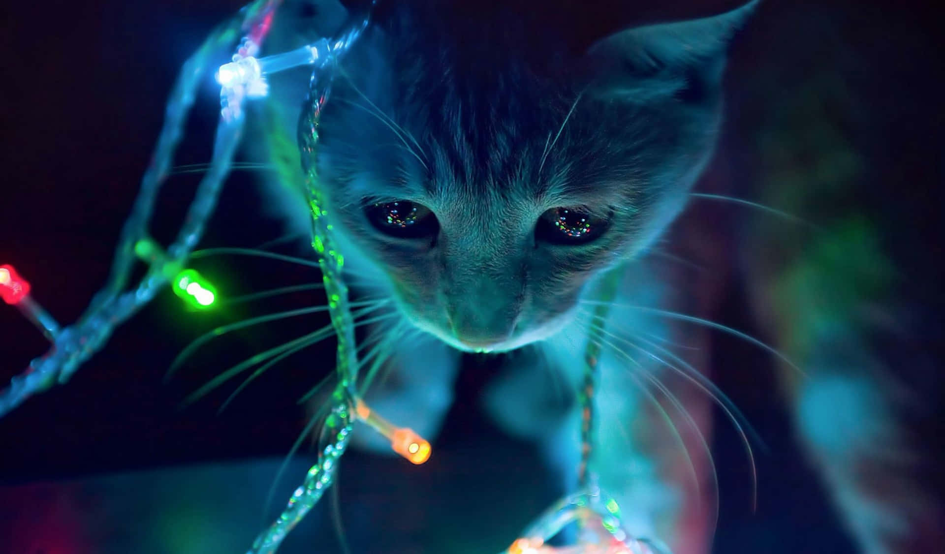 Christmas Light Cute Cat Tangled In Lights Picture