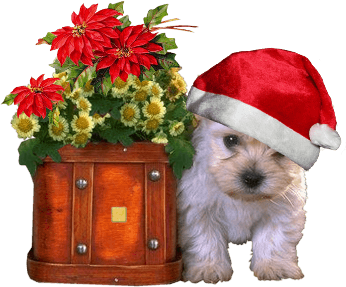 Christmas Puppy With Santa Hatand Flowers PNG