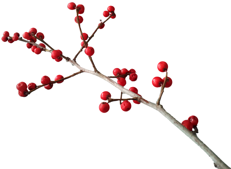 Christmas Red Berries Branch.png PNG