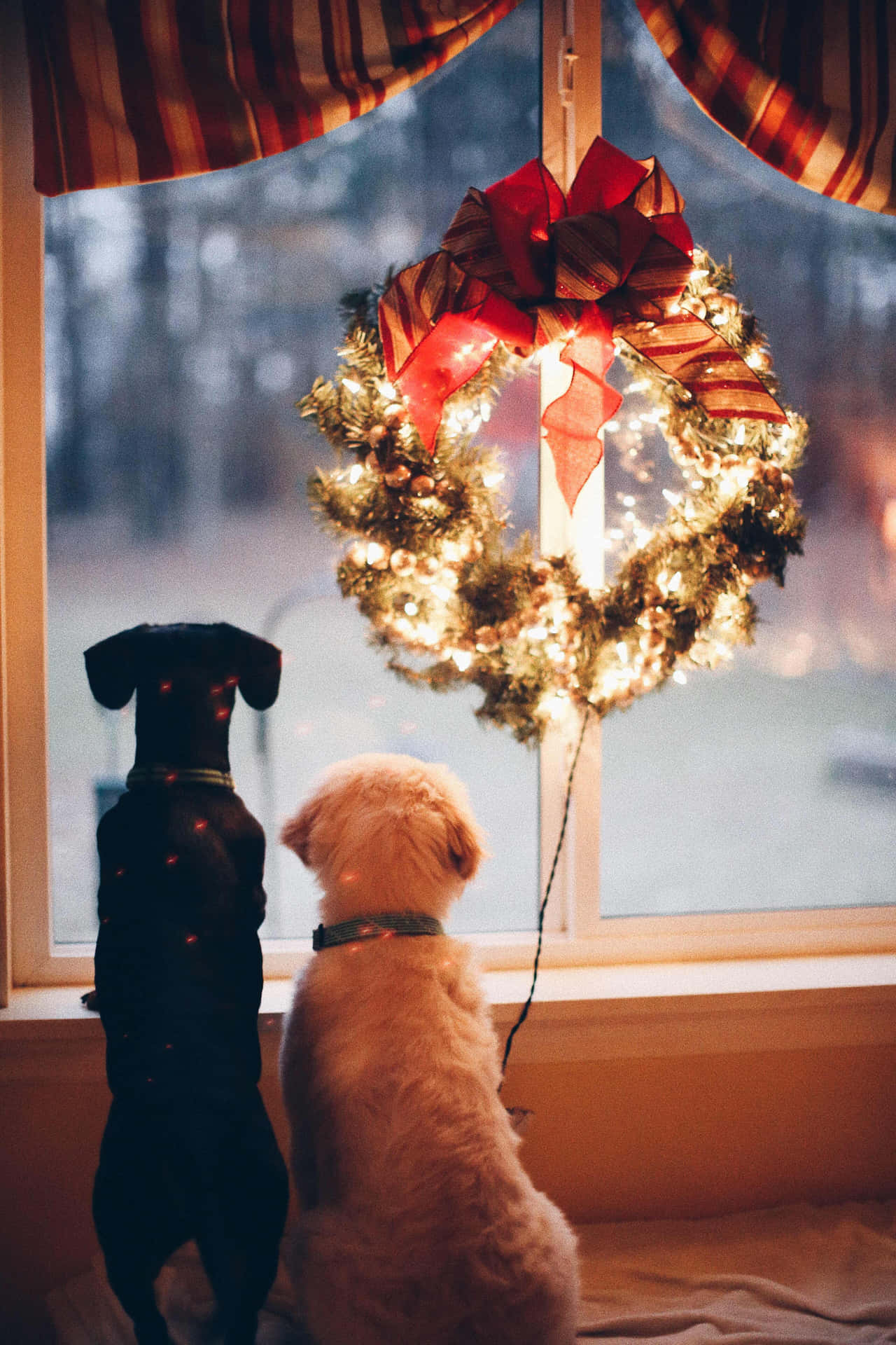 Two Dogs With Wreath Decoration Christmas Scene Background