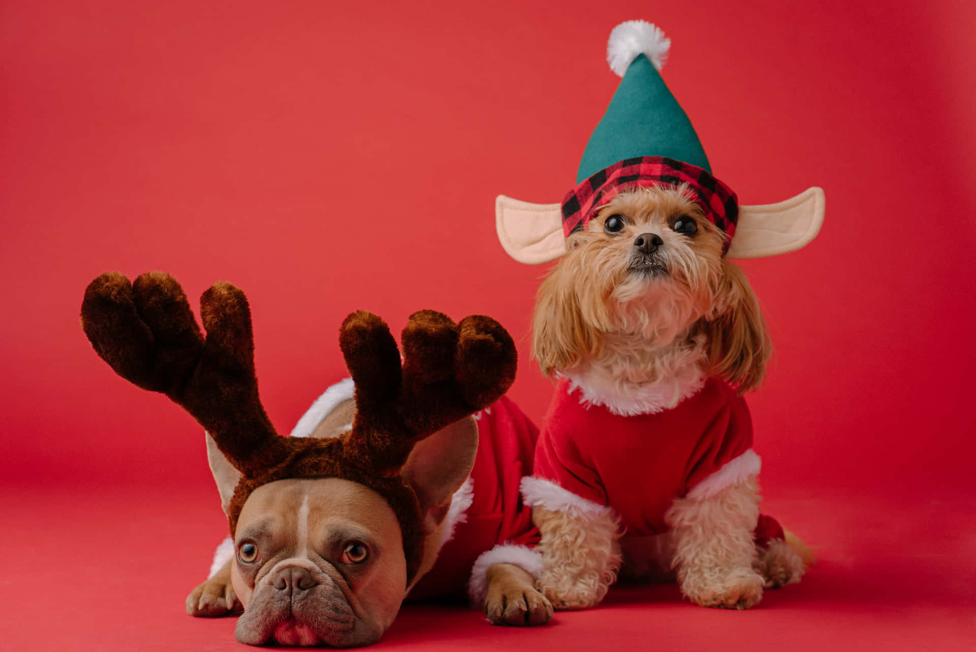 Niedlichehunde Mit Festlichen Kopfschmuck Weihnachtsszene Hintergrund