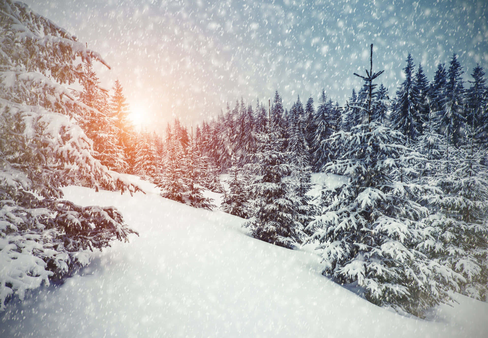 A View of Christmas Snow in the Wintertime Wallpaper