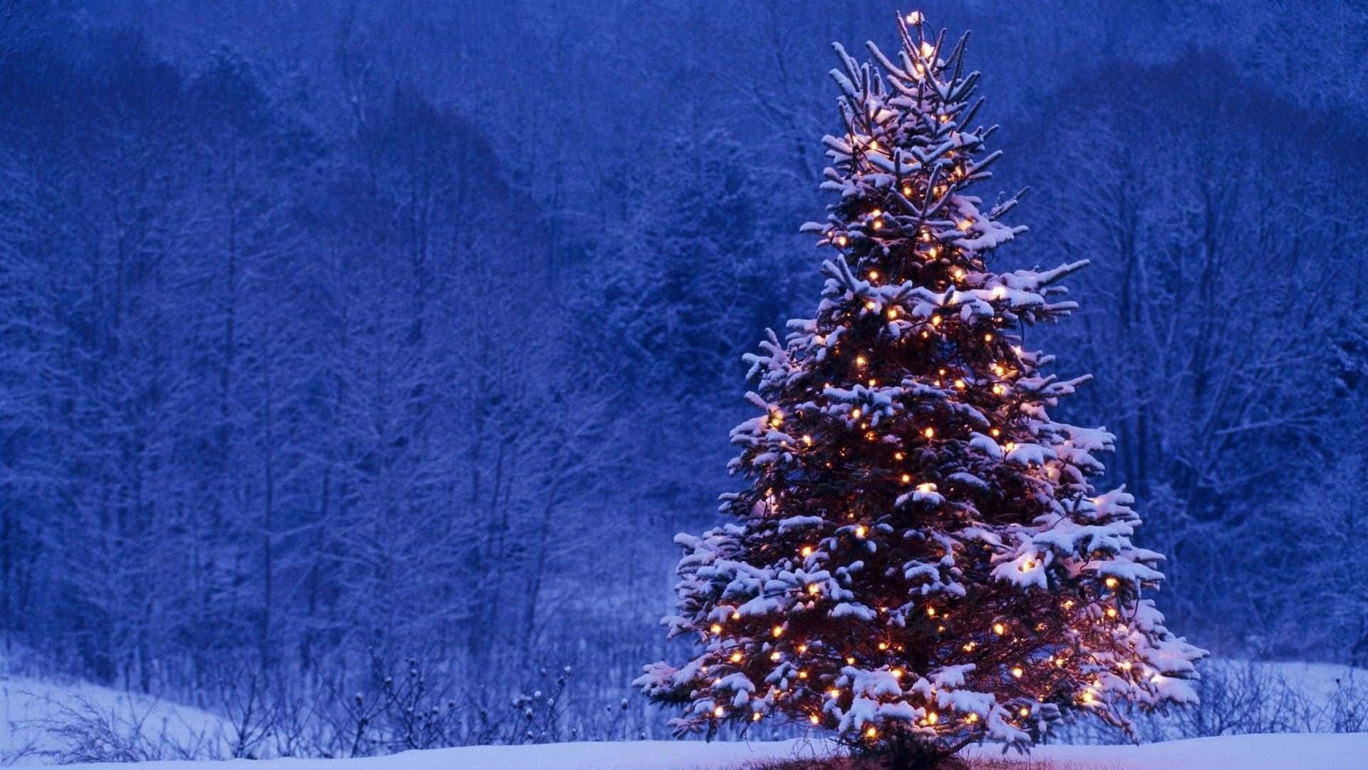 Christmas Tree Snow Mountain Forest Background