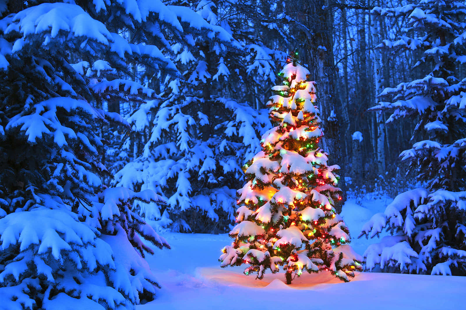 Download Christmas Tree&Snow Pictures | Wallpapers.com