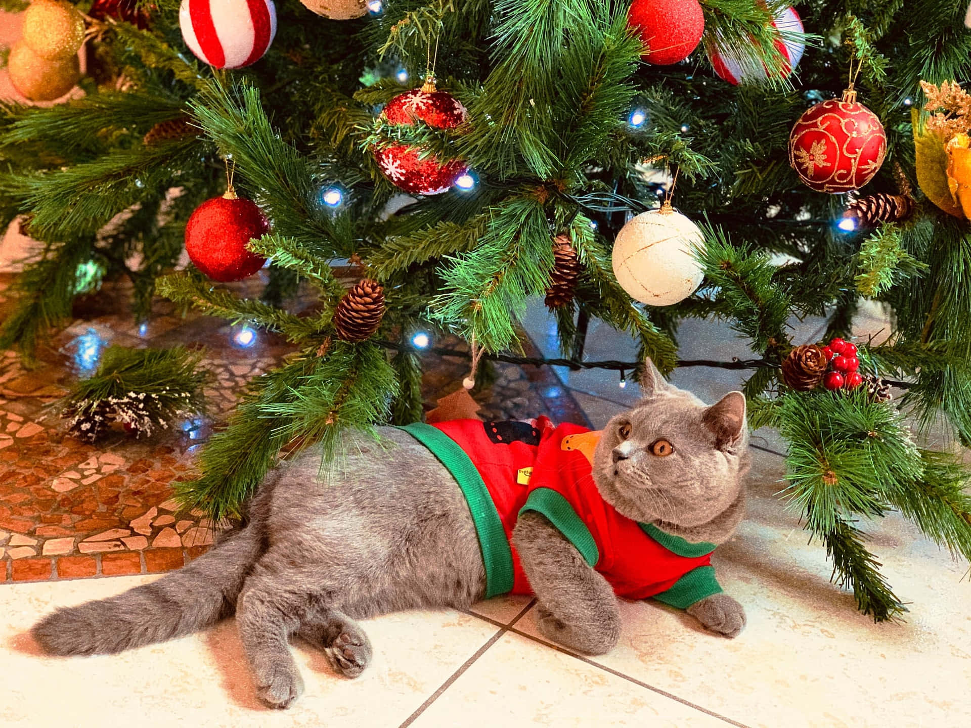 Gray Cat Under Festive Tree Christmas Teams Background