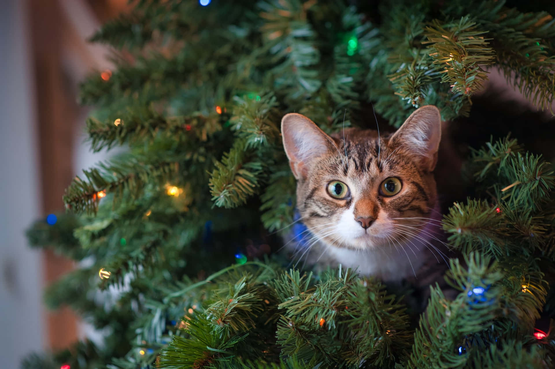 Cat Peeking Under Green Pine Tree Christmas Teams Background