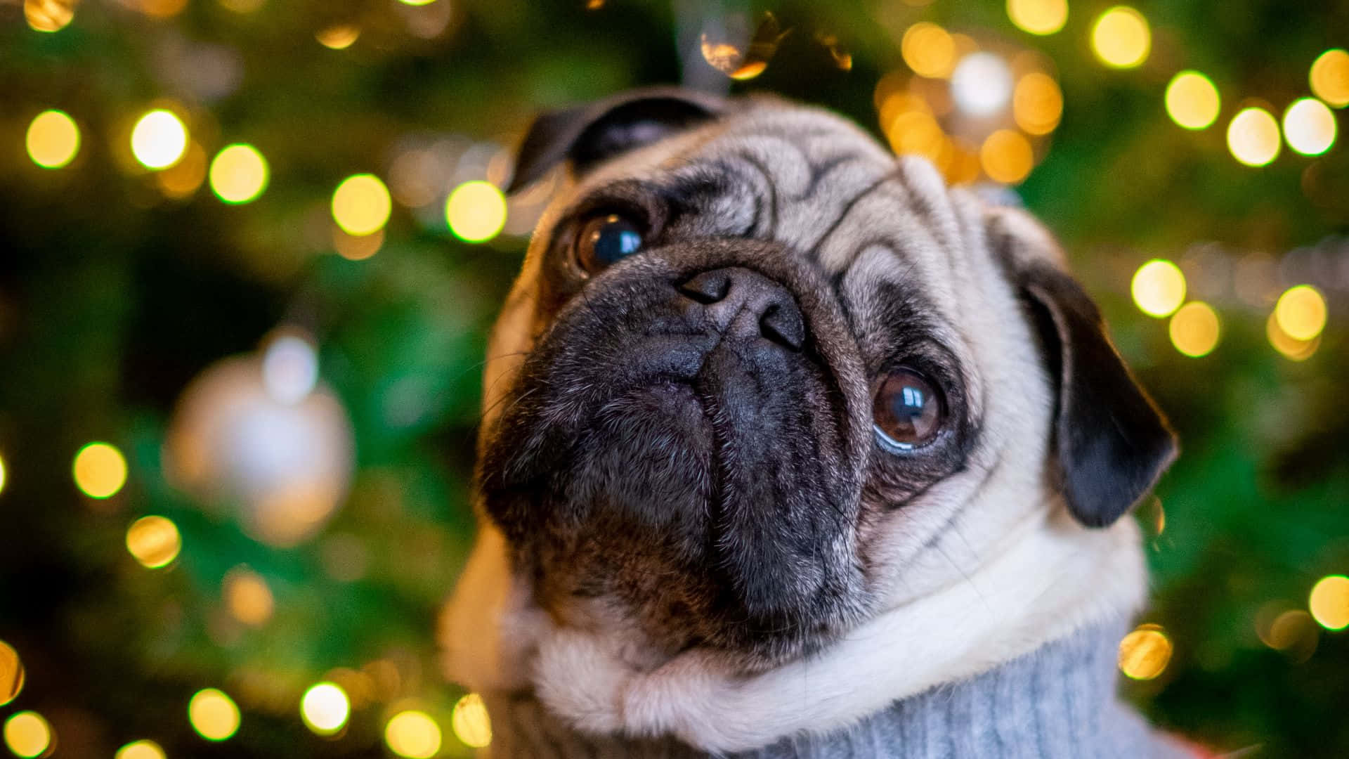 Christmas Time With Pug Dog Wallpaper