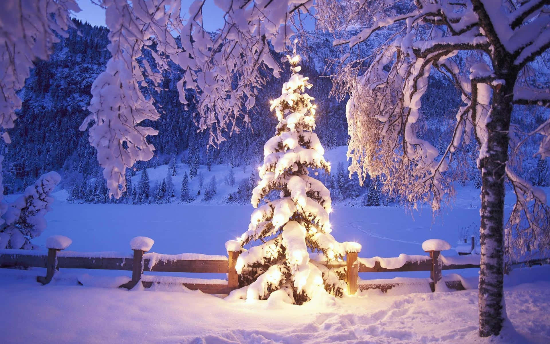 Celebrate the holidays with a timeless festive Christmas Tree