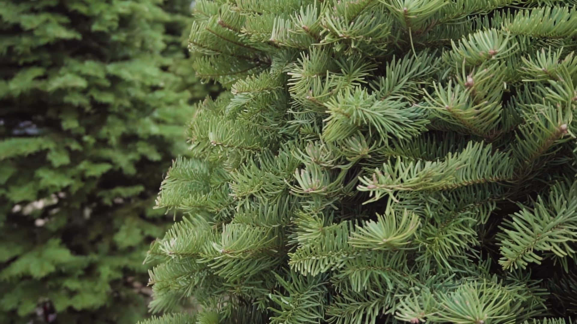 Leaves Of Christmas Tree Farm Close Up Picture