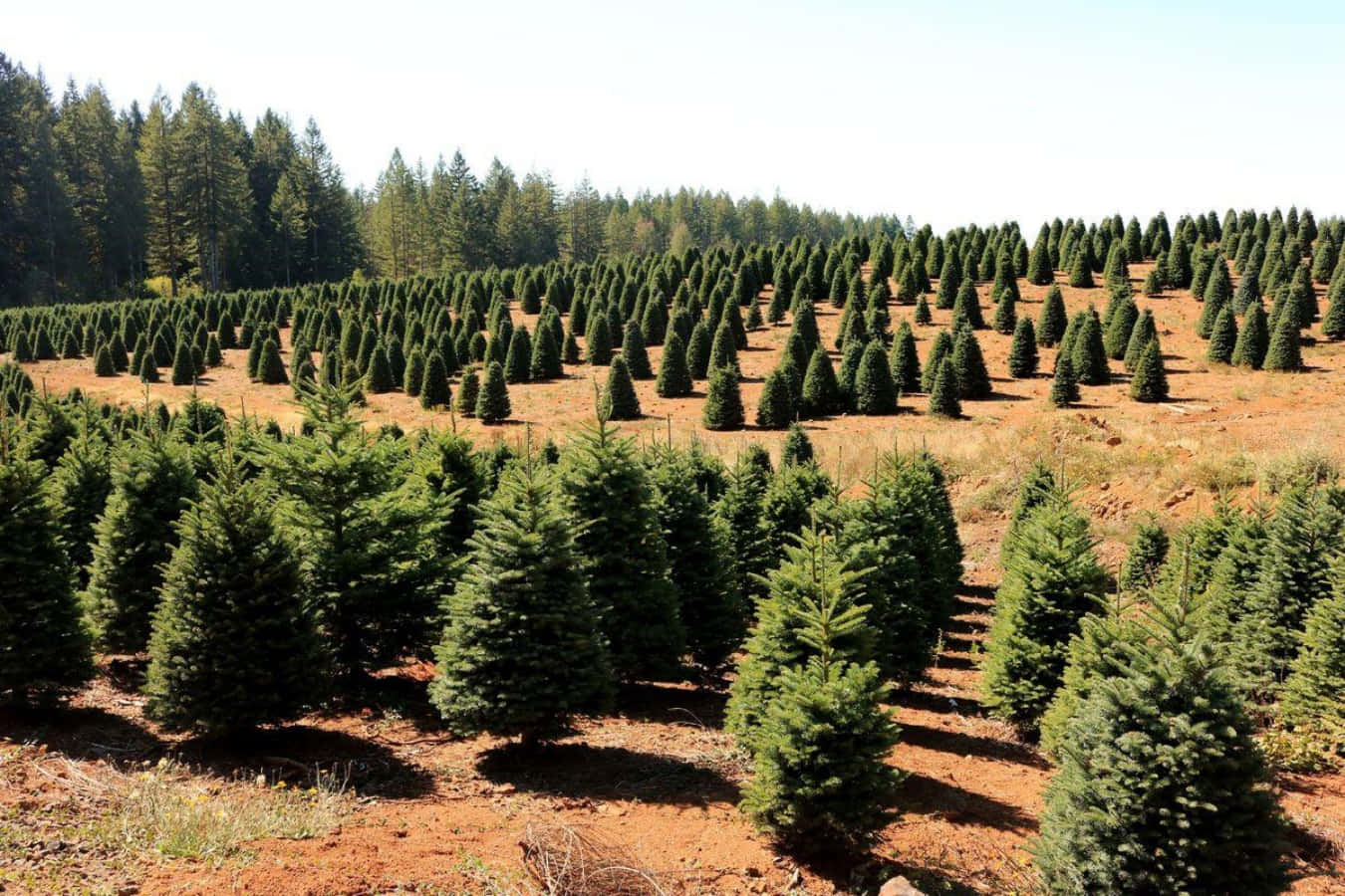 Download Small Christmas Tree Farm Picture | Wallpapers.com