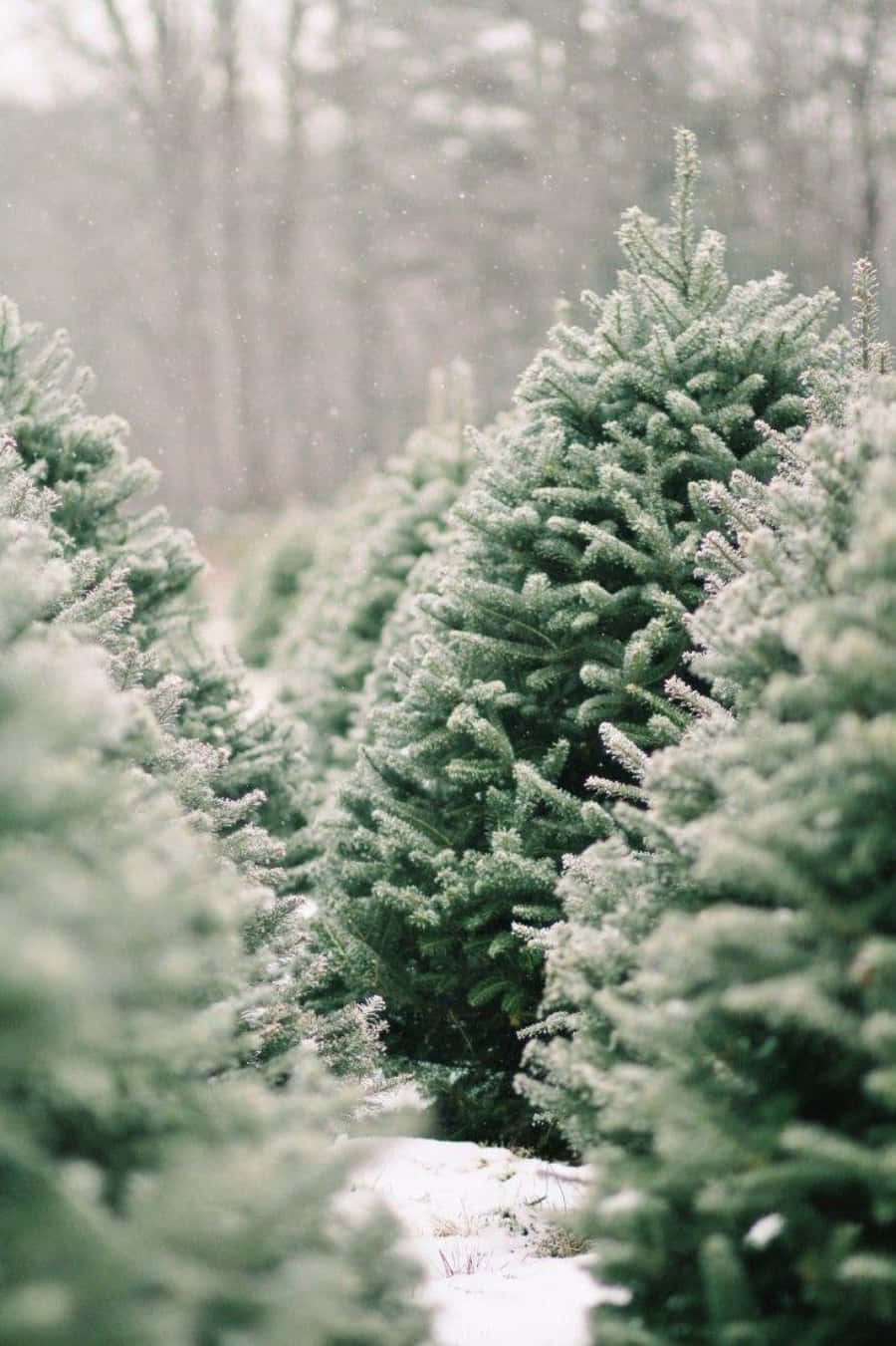 Snowy Christmas Tree Farm Bokeh Picture