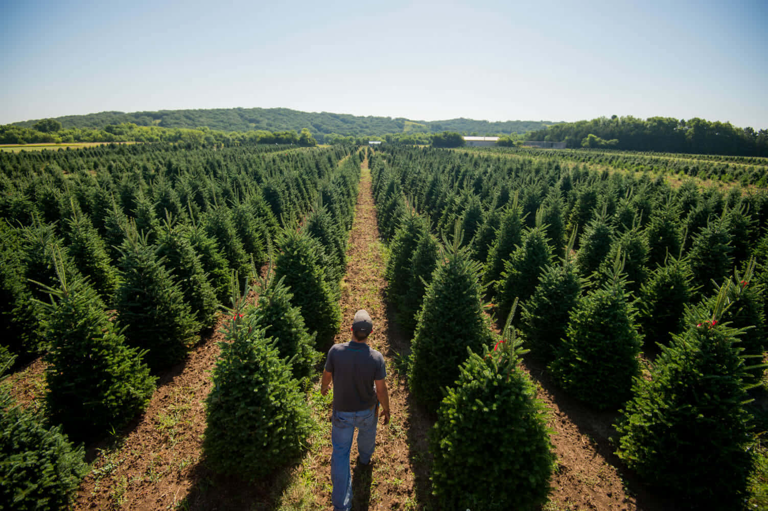 Imagende Un Hombre Caminando En Una Plantación De Árboles De Navidad
