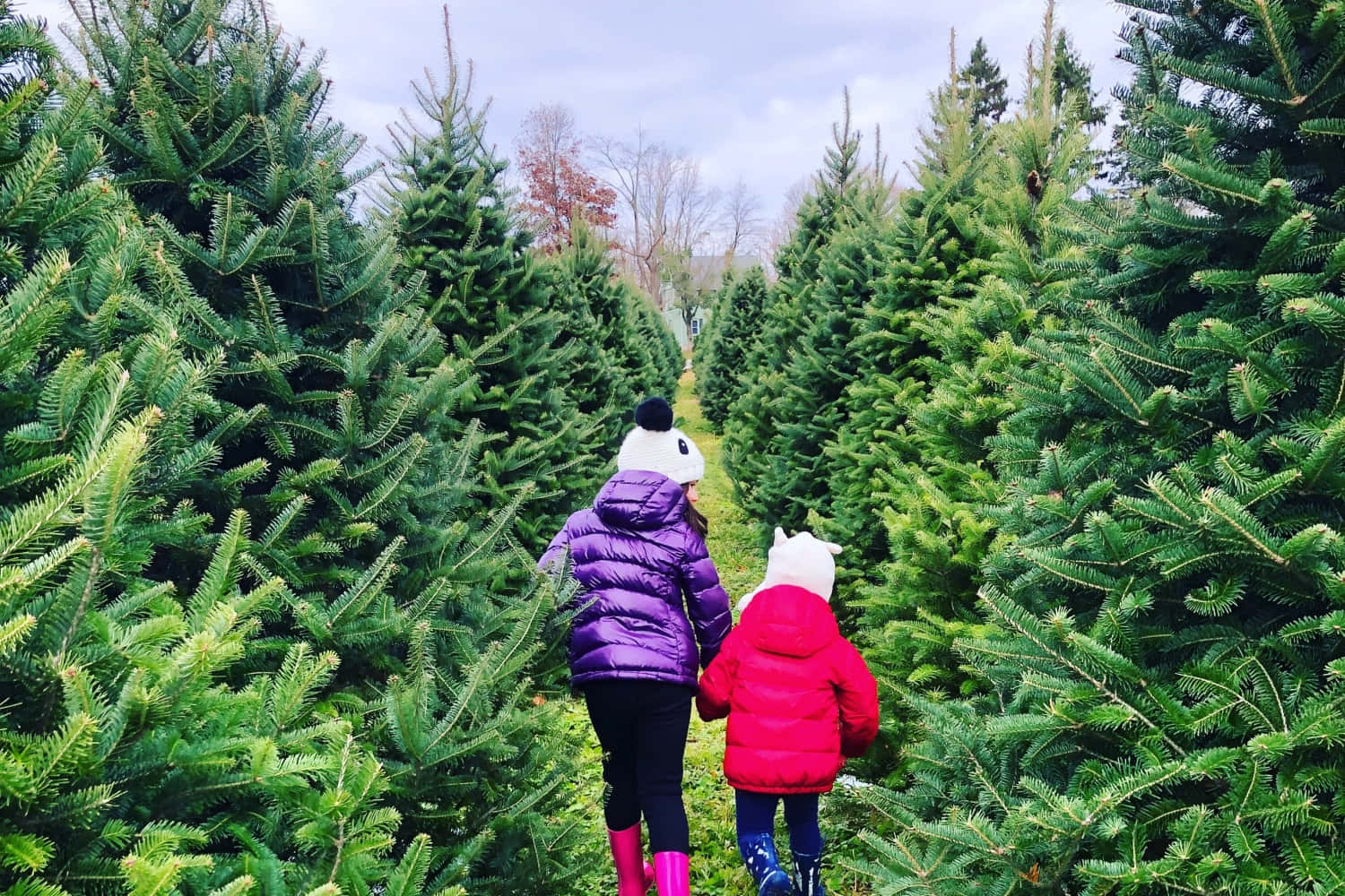 Zweikinder Auf Einem Weihnachtsbaumhof Bild