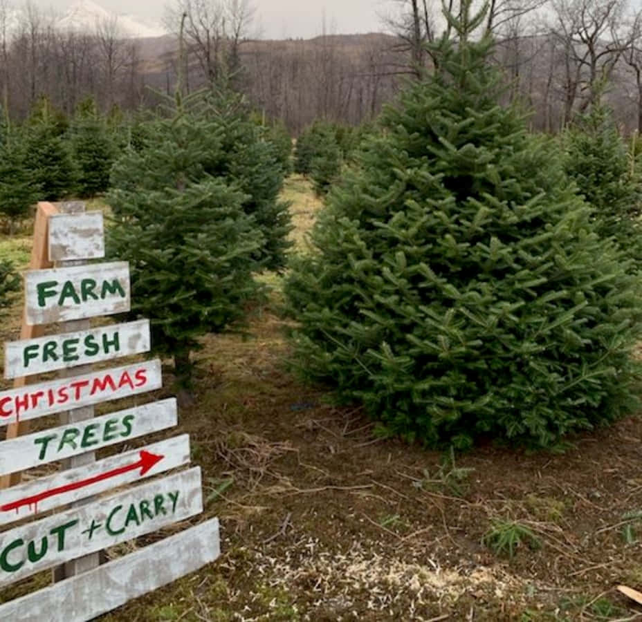 Fresh Christmas Tree Farm Picture