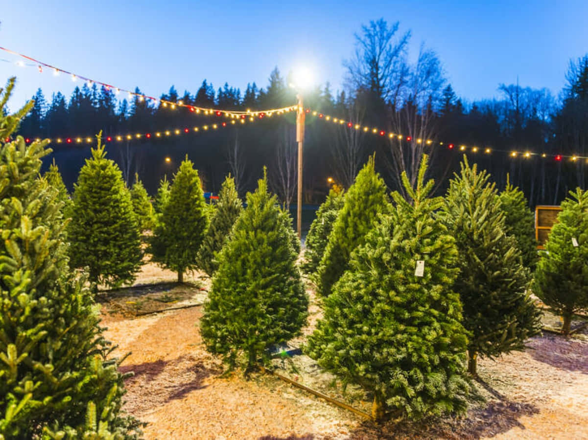 Bildervon Weihnachtsbaumplantage Mit Lichtern