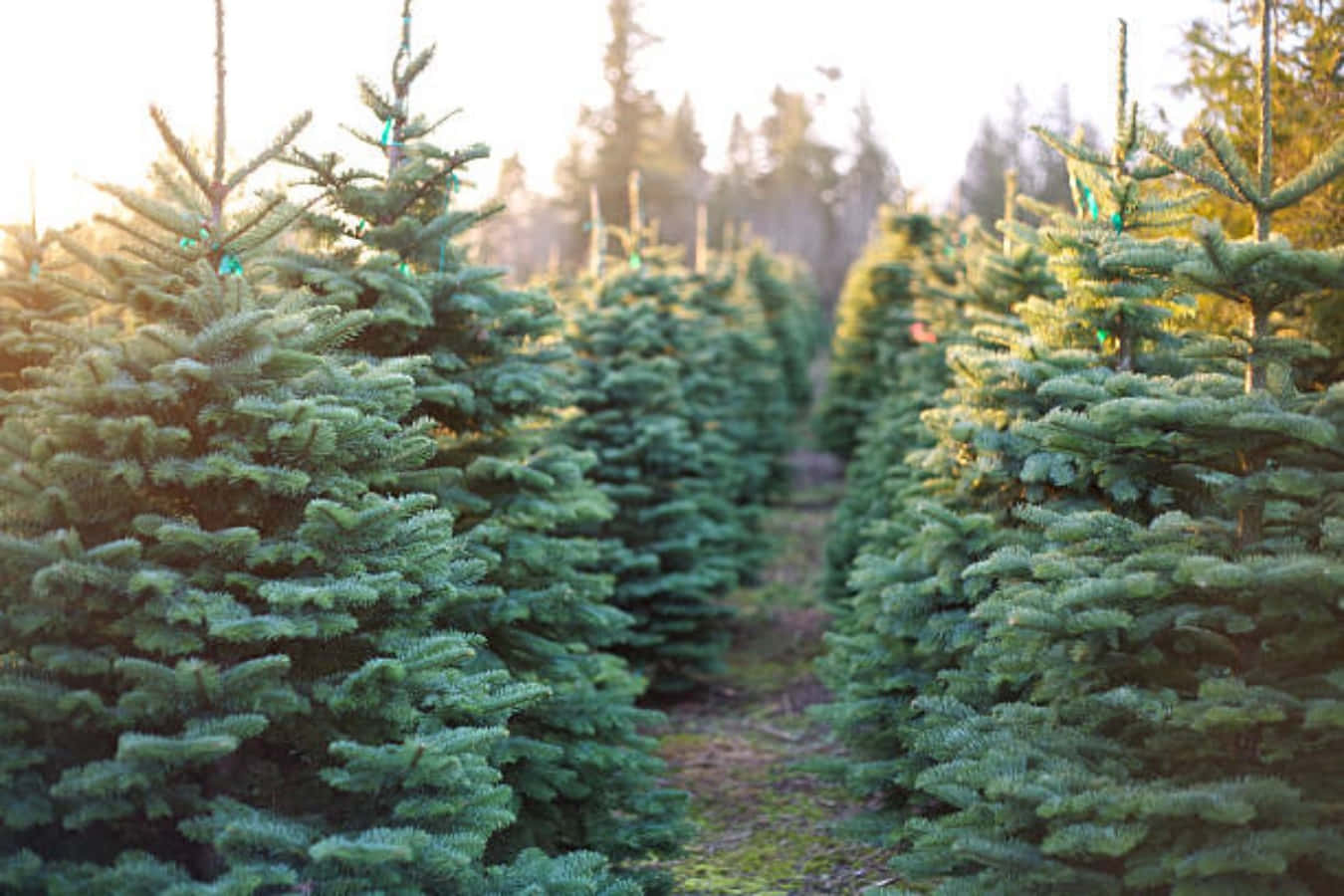 Christmas Tree Farm With Sunlight Picture