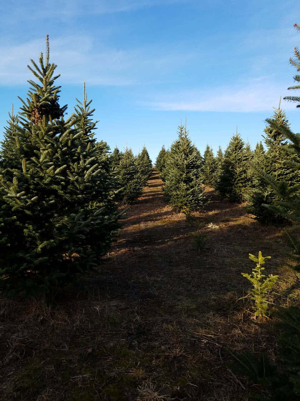 Christmas Tree Farm Pictures 960 X 1280 Picture