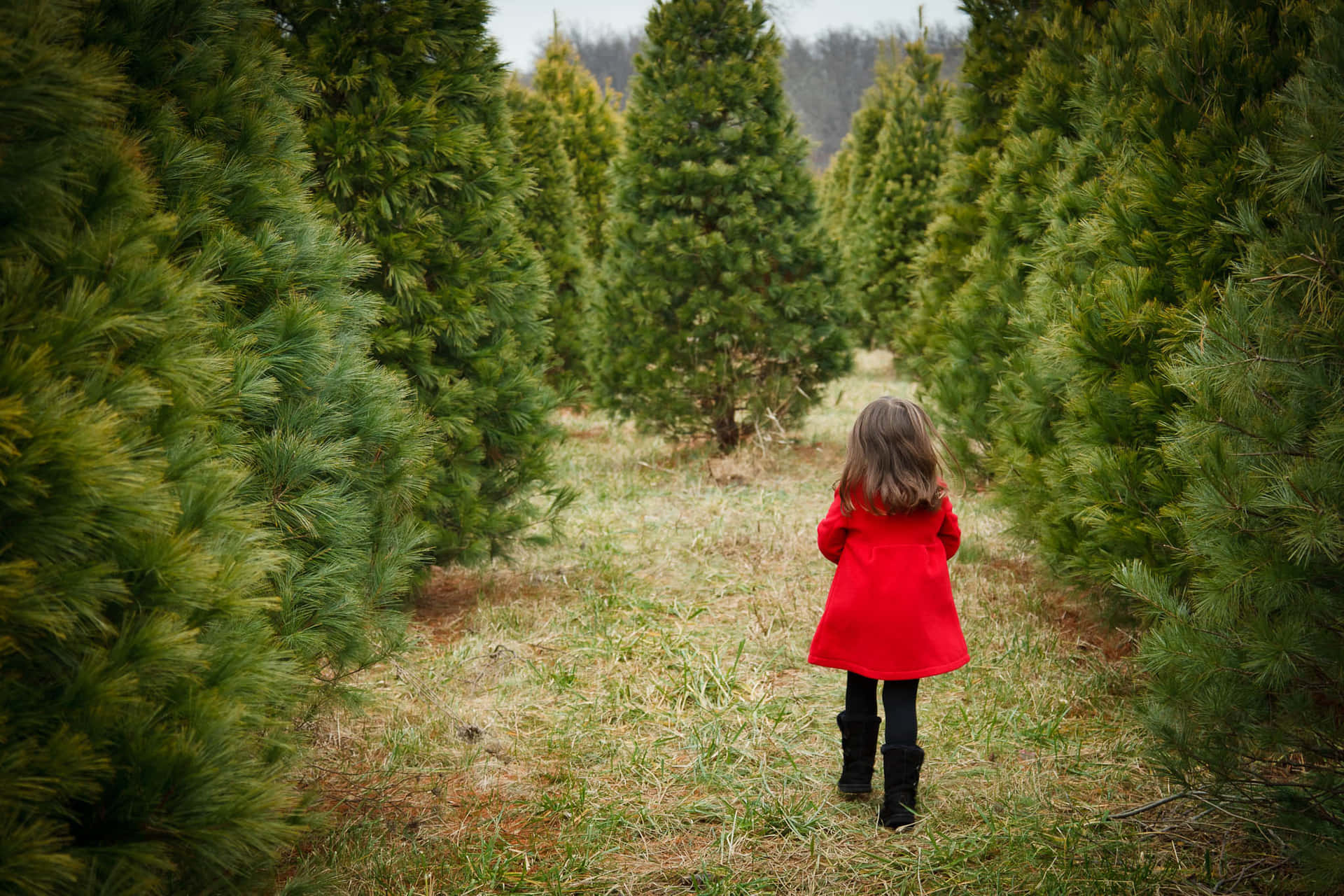 Imagende Un Niño Caminando En Una Plantación De Árboles De Navidad
