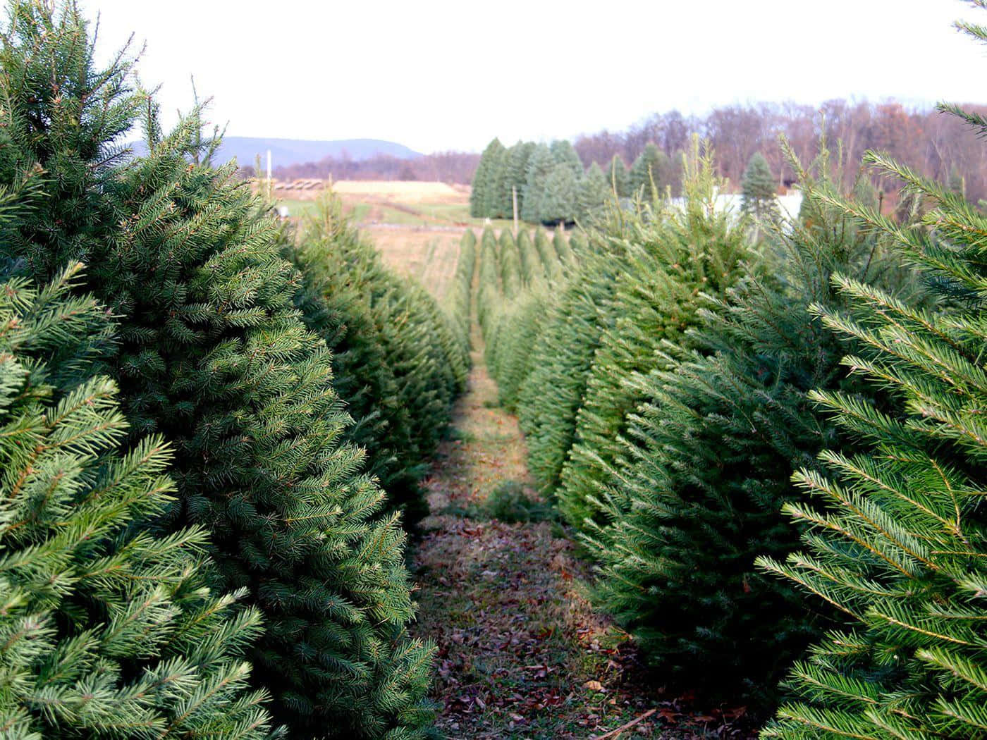 Real Christmas Tree Farm Picture