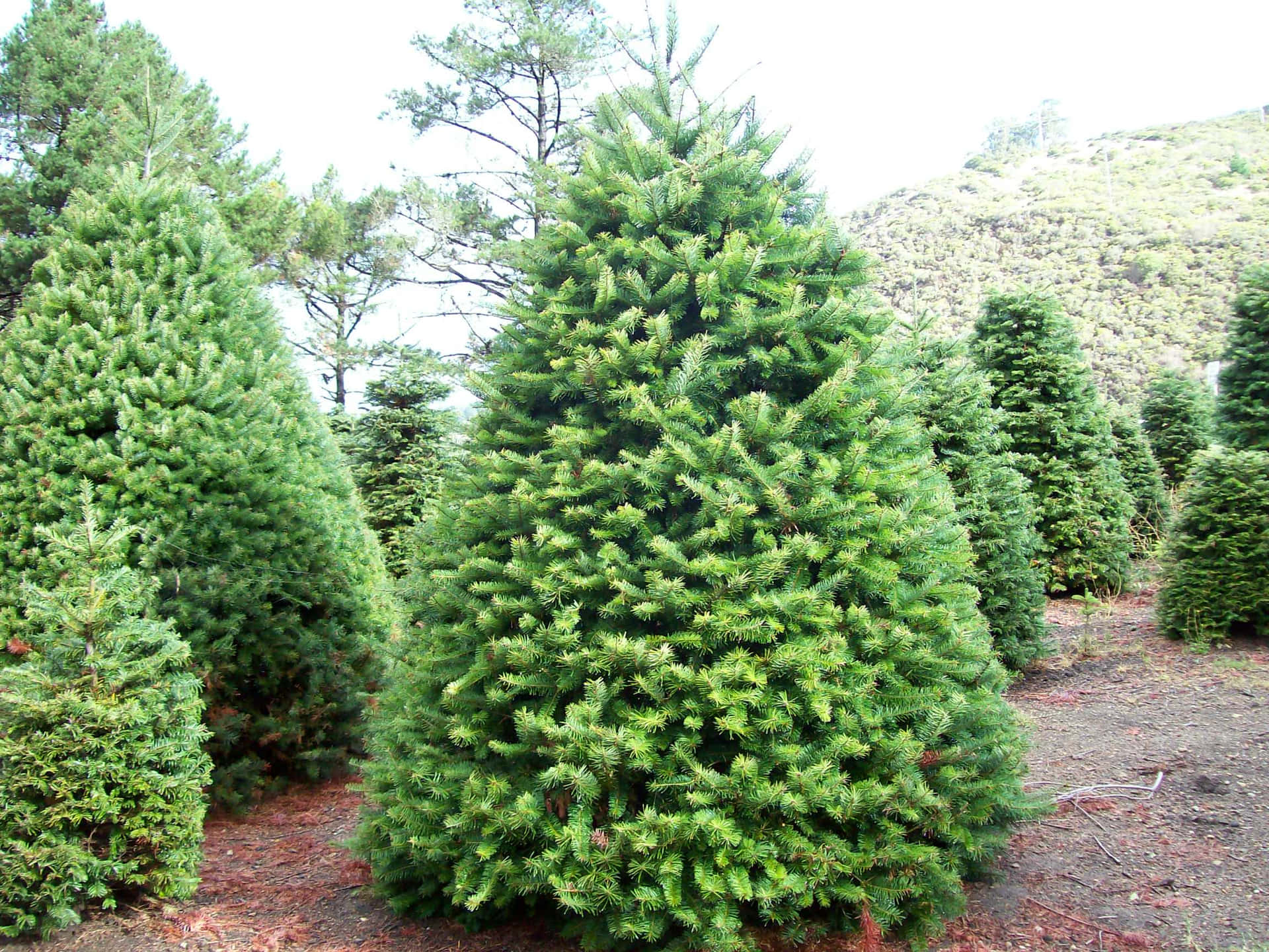 Large Christmas Tree Farm Picture