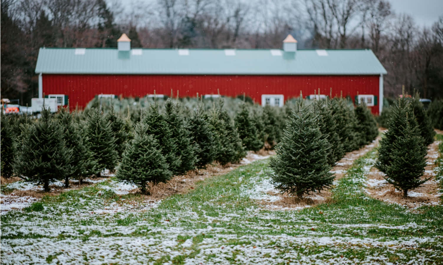 Bred gårdhus i jule træ Plantage billedet beskrive tapetet.