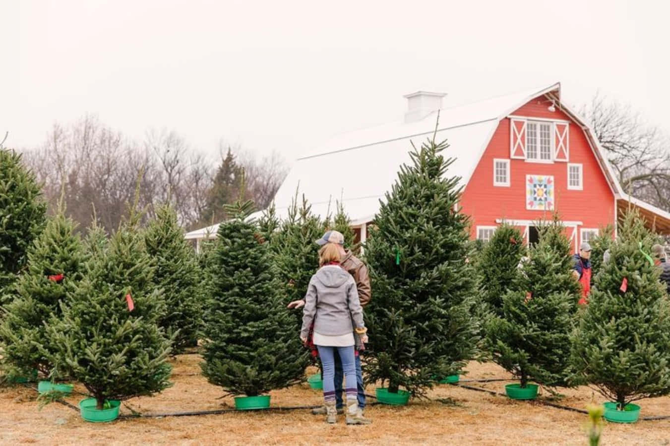 Christmas Tree Farm With Barn Picture