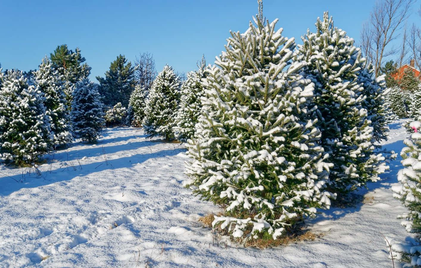 Christmas Tree Farm In Snow Picture