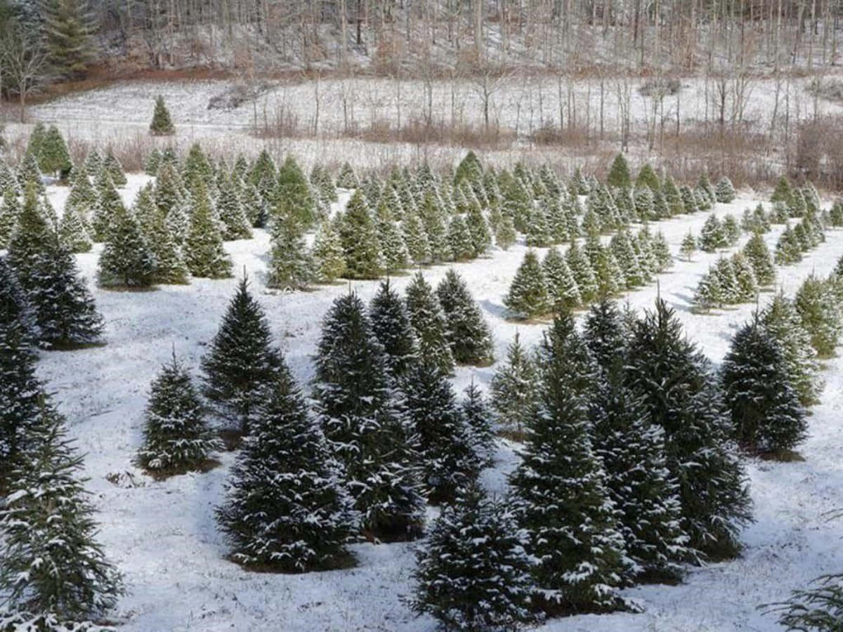Bildeiner Winter-weihnachtsbaumfarm.