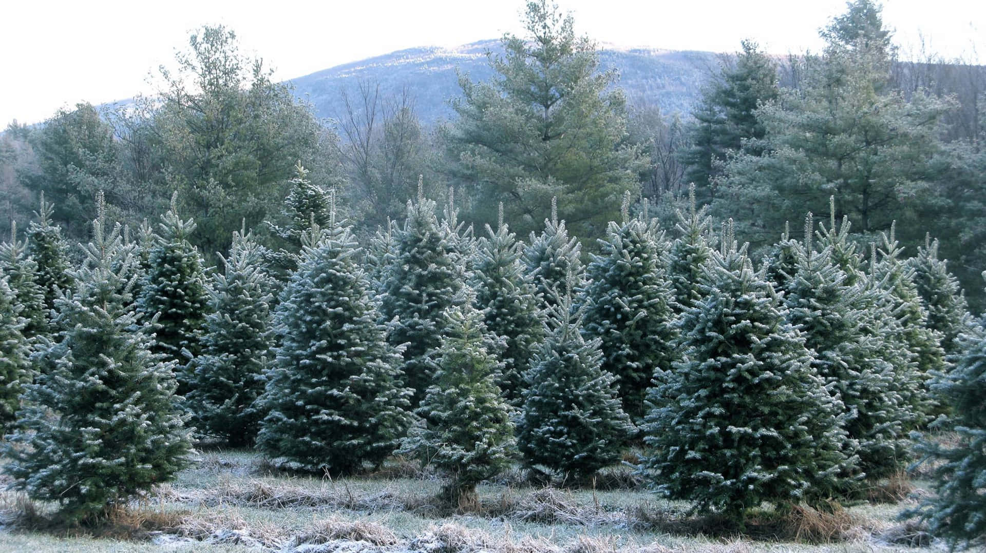 Christmas Tree Farm Billeder 2048 X 1150