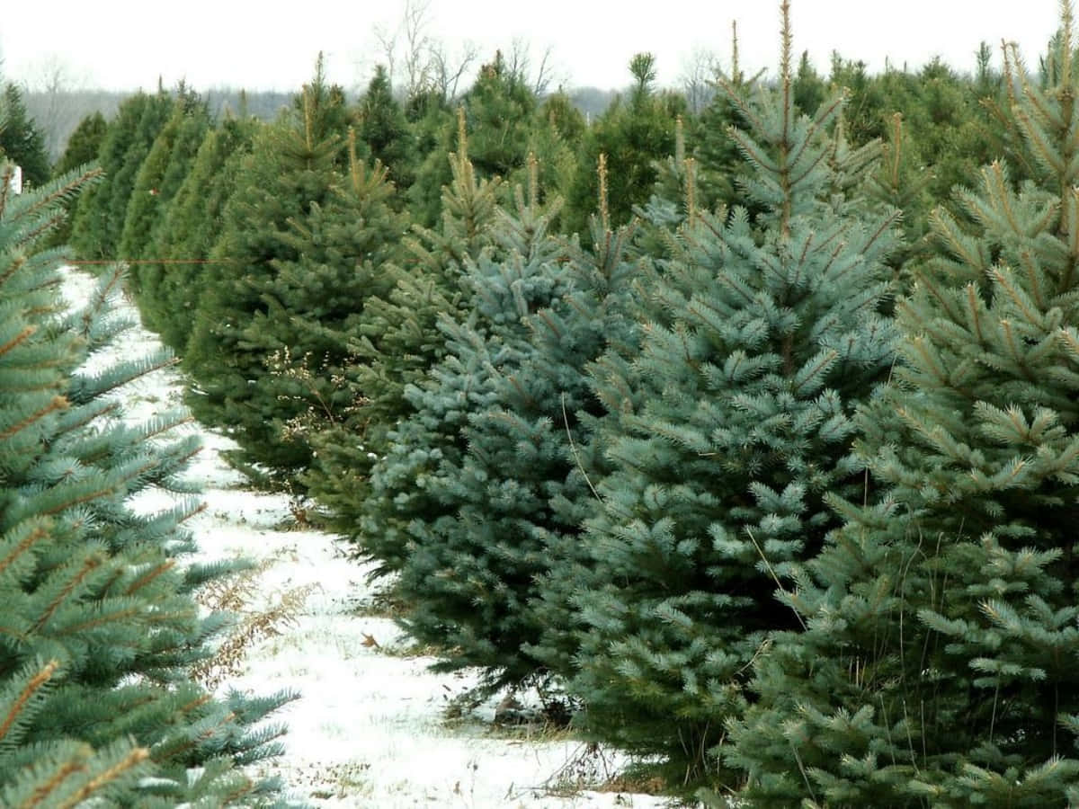 Organized Christmas Tree Farm Picture