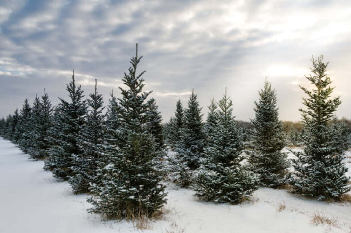 Download Snowy Christmas Tree Farm Picture | Wallpapers.com