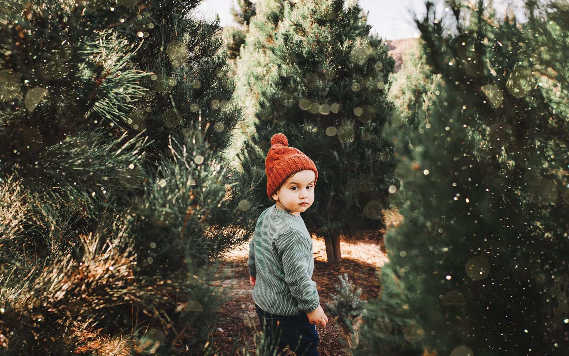 Cute Kid In Christmas Tree Farm Picture
