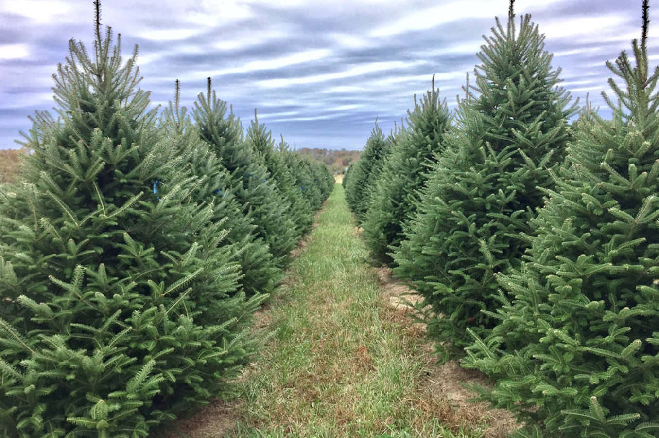 Christmas Tree Farm Lined Up Picture