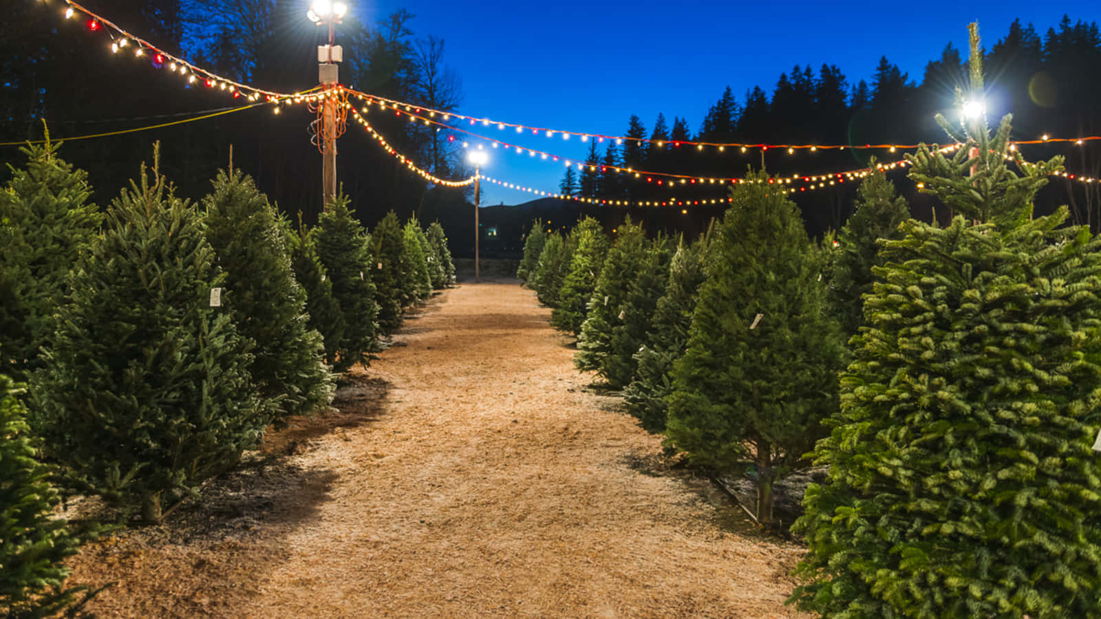 Bildeiner Weihnachtsbaumplantage In Der Nacht