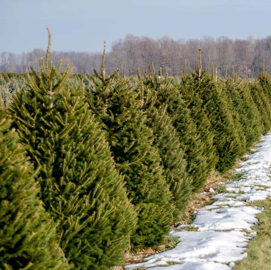 Pine Christmas Tree Farm Picture