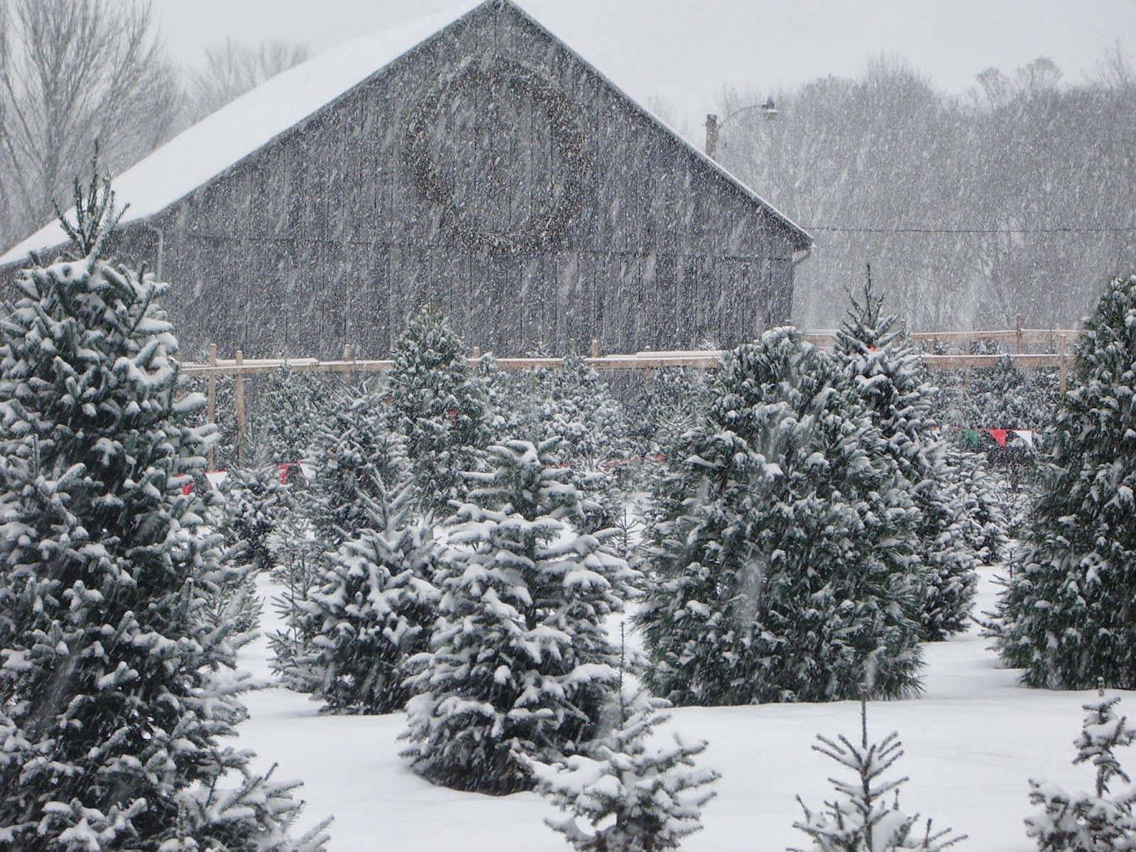 Bildvon Einem Weihnachtsbaumhof Im Fallenden Schnee.