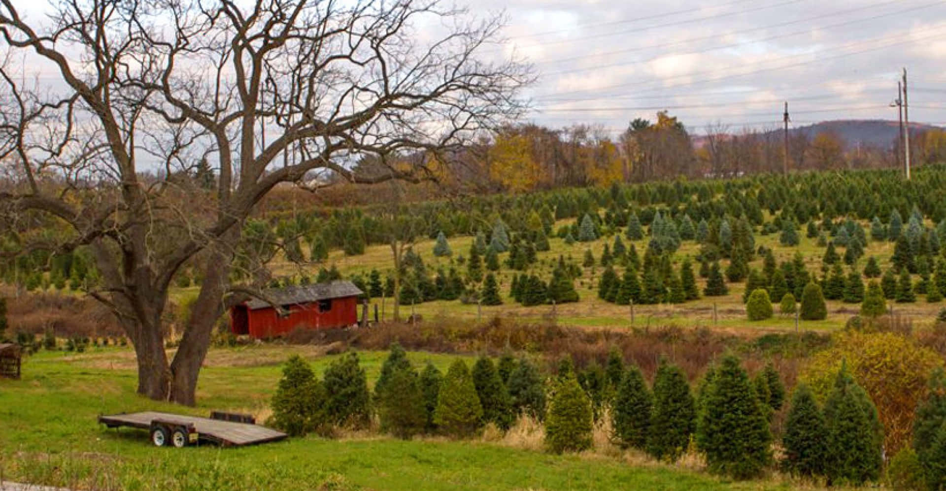 Leafless Tree In Christmas Tree Farm Picture