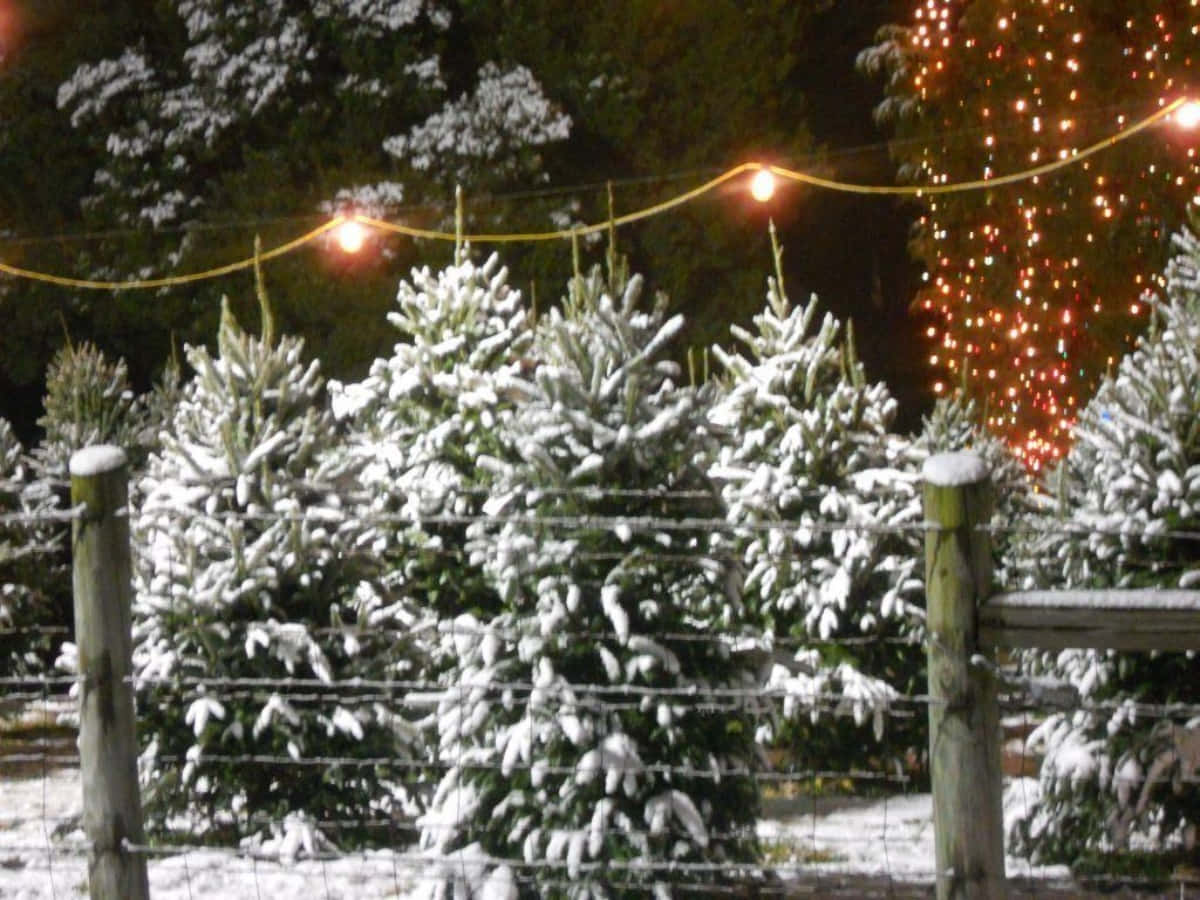 Christmas Tree Farm With Orange Lights Picture