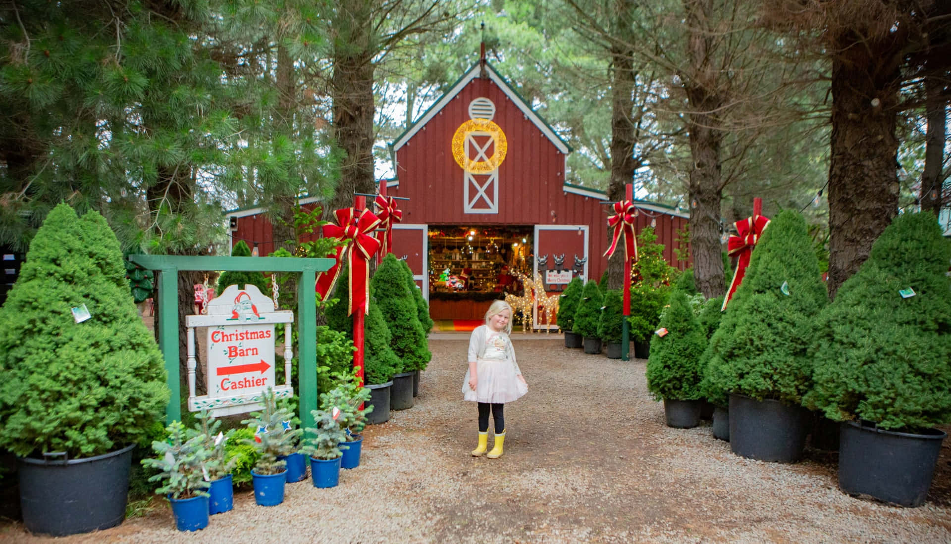 Christmas Tree Farm With Kid Girl Picture