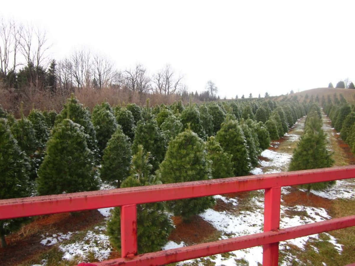 Christmas Tree Farm View From Balcony Pictur
